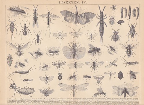 Insekten wespen bienen - insekten,