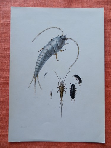 Silberfischchen felsenspringer - silberfischchen,